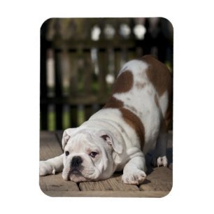 Engelse bulldog Puppy Magneet