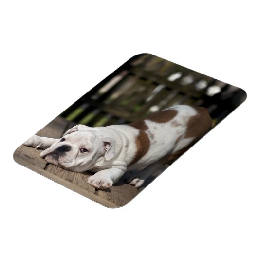 Engelse bulldog Puppy Magneet (Linkerzijde)