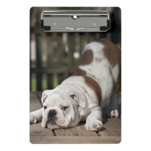 Engelse bulldog Puppy Mini Klembord