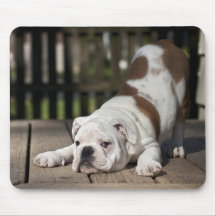 Engelse bulldog Puppy