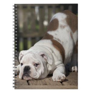 Engelse bulldog Puppy Notitieboek