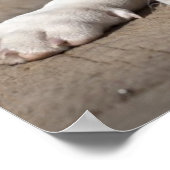 Engelse bulldog Puppy Poster (Hoek)