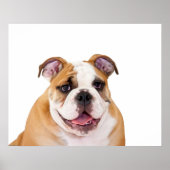 Engelse bulldog Puppy Poster (Voorkant)