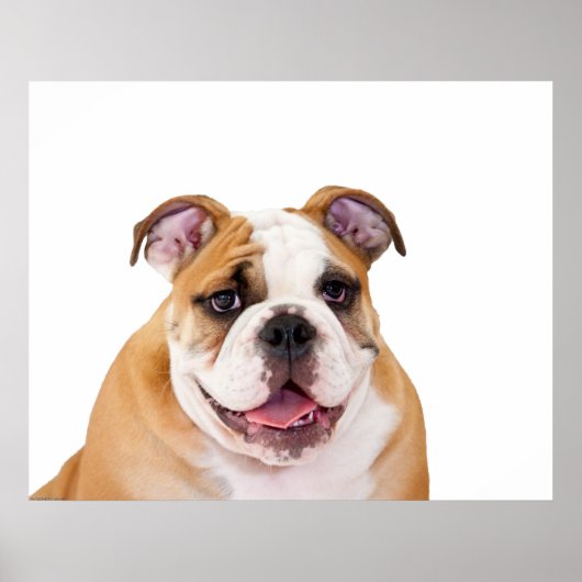Engelse bulldog Puppy Poster (Voorkant)