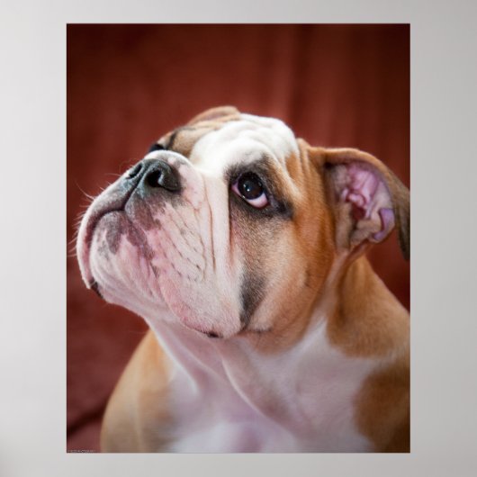Engelse bulldog Puppy Poster (Voorkant)
