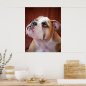 Engelse bulldog Puppy Poster (Keuken)