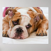 Engelse bulldog Puppy Poster (Voorkant)