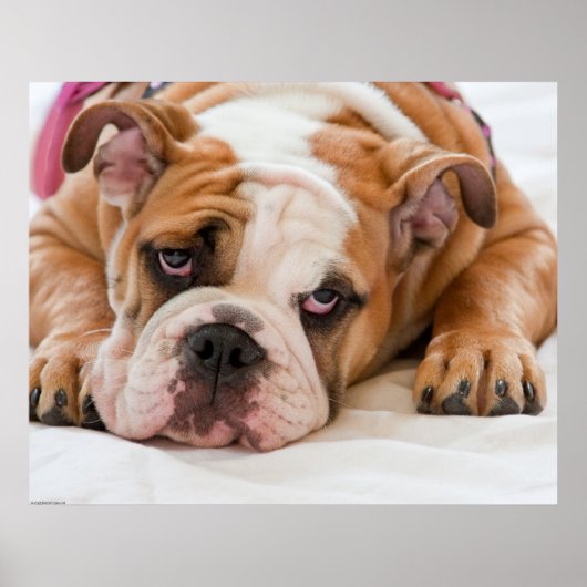 Engelse bulldog Puppy Poster (Voorkant)