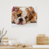 Engelse bulldog Puppy Poster (Keuken)