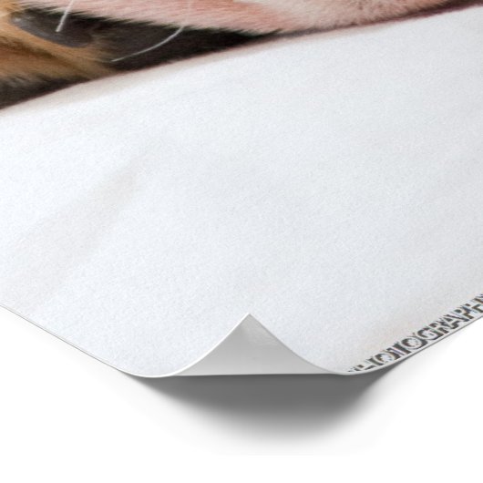 Engelse bulldog Puppy Poster (Hoek)