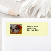 Engelse bulldog Puppy Return-adreslabels Etiket (Insitu)