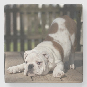 Engelse bulldog Puppy Stenen Onderzetter