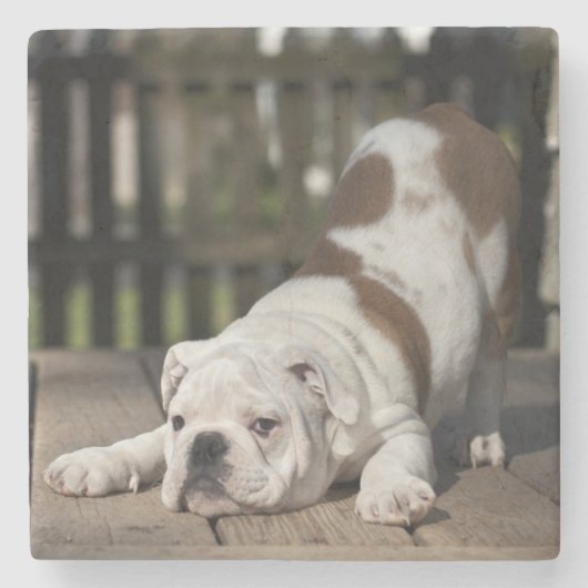 Engelse bulldog Puppy Stenen Onderzetter (Voorkant)