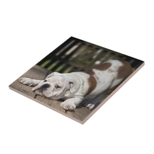 Engelse bulldog Puppy Tegeltje (Zijkant)