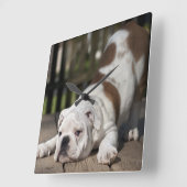 Engelse bulldog Puppy Vierkante Klok (Hoek)