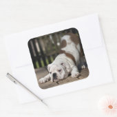 Engelse bulldog Puppy Vierkante Sticker (Envelop)