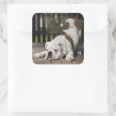 Engelse bulldog Puppy Vierkante Sticker (Tas)