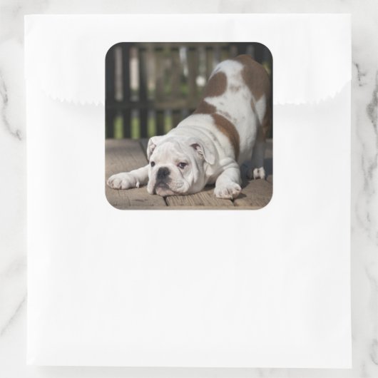 Engelse bulldog Puppy Vierkante Sticker (Tas)