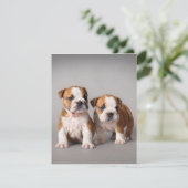 Engelse Bulldog Pups | Paar Lieve Bulldog Kaart (Staand voorkant)