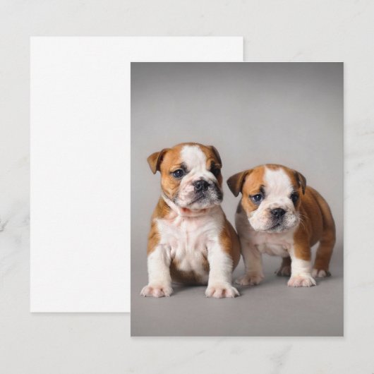 Engelse Bulldog Pups | Paar Schattige Bulldog Kaart (Voorkant / Achterkant)