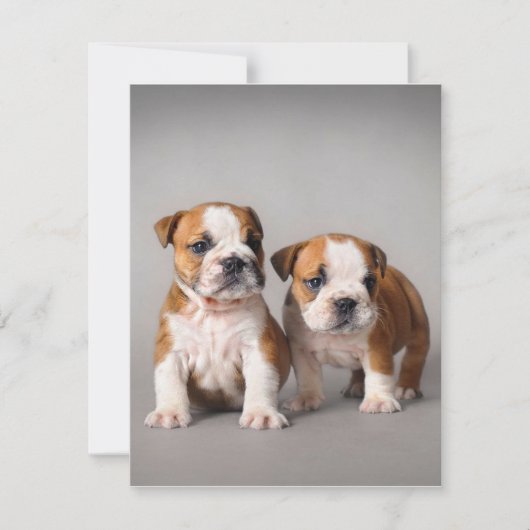 Engelse Bulldog Pups | Stel Cute Bulldog Kaart (Voorkant)