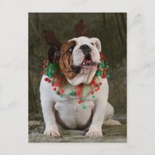 Engelse Bulldog Reindeer Briefkaart
