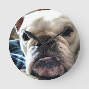 Engelse Bulldog Ronde Klok