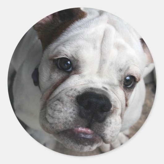 Engelse Bulldog Sticker (Voorkant)
