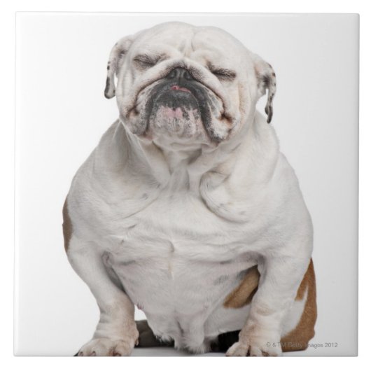Engelse Bulldog, vooraan wit Tegeltje (Voorkant)