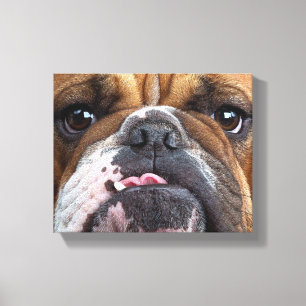Engelse Bulldog Worp Kussen Canvas Afdruk