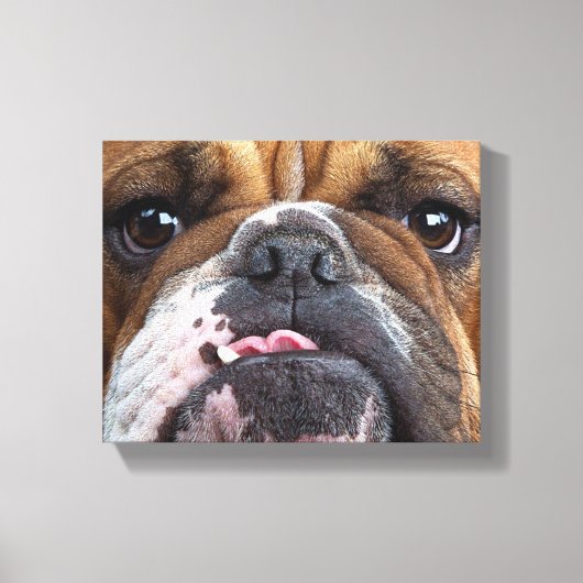 Engelse Bulldog Worp Kussen Canvas Afdruk (Voorkant)