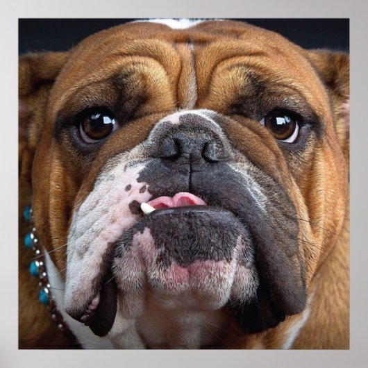 Engelse Bulldog Worp Kussen Poster (Voorkant)