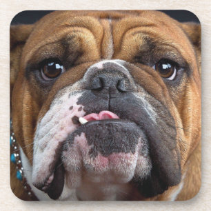 Engelse Bulldog Worpkussen Bier Onderzetter
