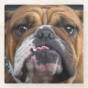 Engelse Bulldog Worpkussen Glazen Onderzetter