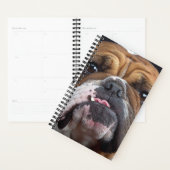 Engelse Bulldog Worpkussen Planner (Display)