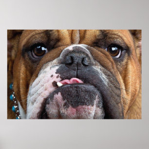Engelse Bulldog Worpkussen Poster