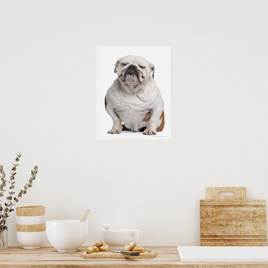 Engelse Bulldog, zittend Poster (Keuken)
