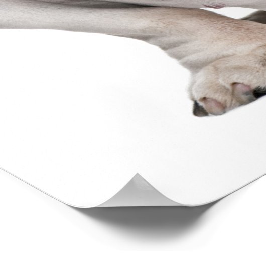 Engelse Bulldog, zittend Poster (Hoek)