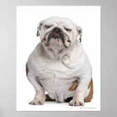 Engelse Bulldog, zittend Poster (Voorkant)