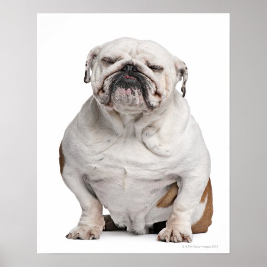 Engelse Bulldog, zittend Poster (Voorkant)