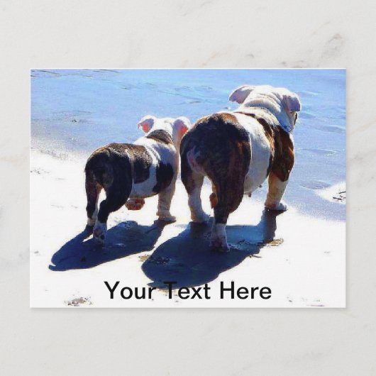 Engelse Bulldogs Briefkaart (Voorkant)