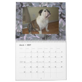 Engelse Bulldogs & Puppies Agenda! Kalender (Mar 2027)
