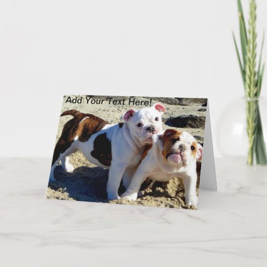 Engelse Bulldogs Puppy Liefde! Kaart (Voorkant)