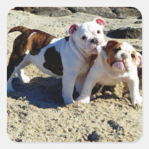 Engelse Bulldogs Puppy Liefde! Vierkante Sticker