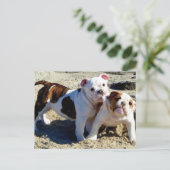 Engelse Bulldogs Puppy Love. Briefkaart (Staand voorkant)