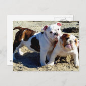 Engelse Bulldogs Puppy Love. Briefkaart (Voorkant / Achterkant)