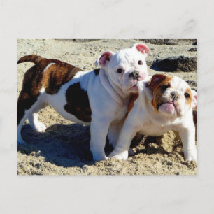 Engelse Bulldogs Puppy Love. Briefkaart