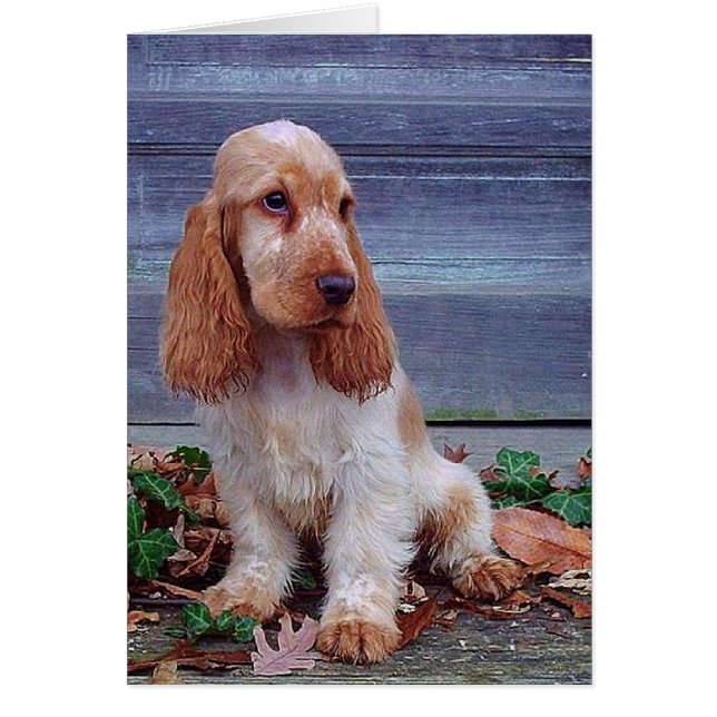Engelse Cocker Spaniel (Voorkant)