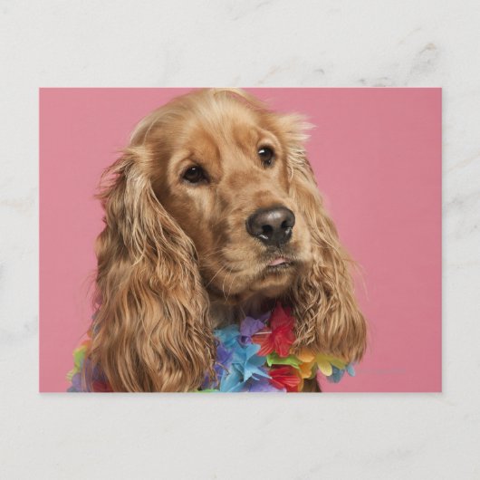 Engelse Cocker Spaniel (10 maanden oud) Briefkaart (Voorkant)