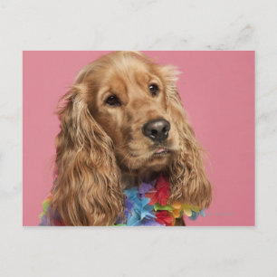 Engelse Cocker Spaniel (10 maanden oud) Briefkaart